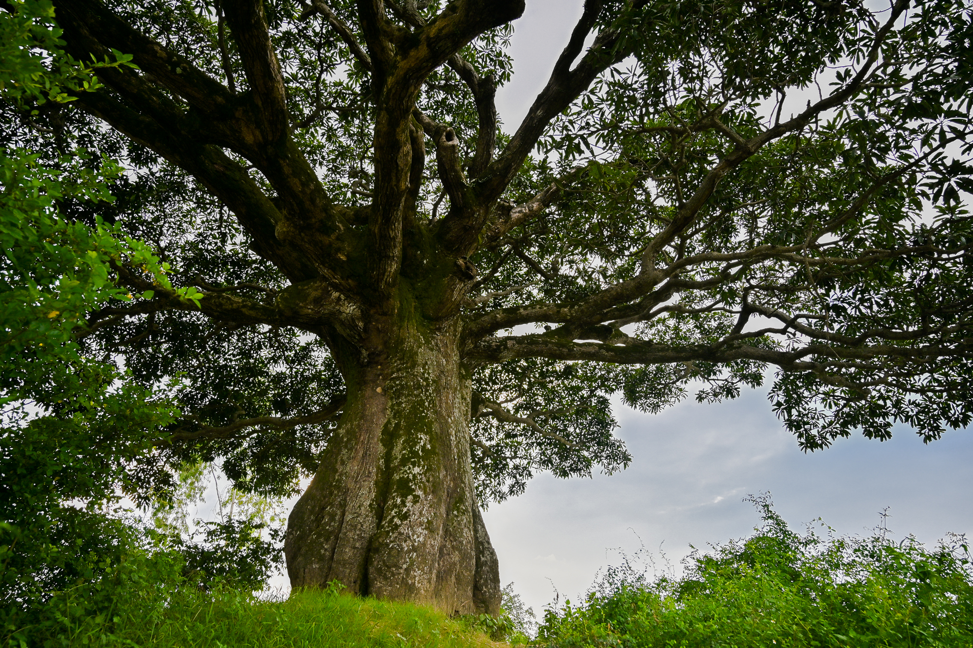 Những cây cổ thụ xanh tốt nghìn năm, thách thức thời gian ở thủ đô Hà Nội - Ảnh 2.