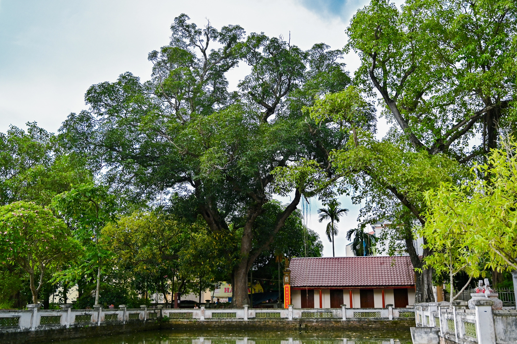 Những cây cổ thụ xanh tốt nghìn năm, thách thức thời gian ở thủ đô Hà Nội - Ảnh 4.