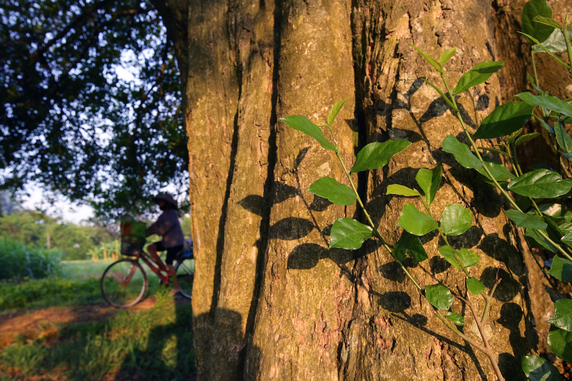 Những cây cổ thụ xanh tốt nghìn năm, thách thức thời gian ở thủ đô Hà Nội - Ảnh 9.