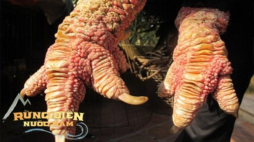 Loài gà độc nhất thế giới ở Việt Nam: CDM quốc tế trầm trồ, chuyên gia ẩm thực ngỡ ngàng - Ảnh 1.