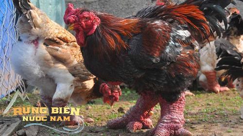 Loài gà độc nhất thế giới ở Việt Nam: CDM quốc tế trầm trồ, chuyên gia ẩm thực ngỡ ngàng - Ảnh 4.