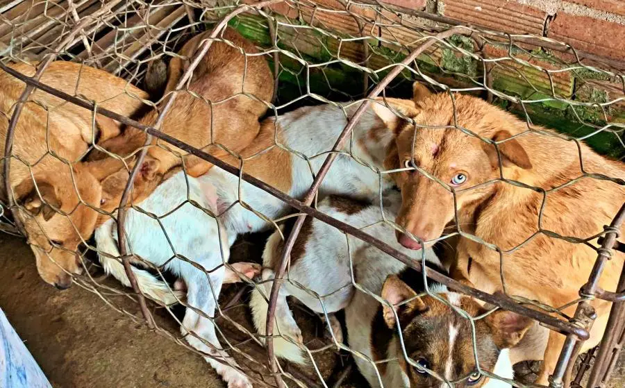 Người bỏ 24 triệu chuộc đàn chó ở lò mổ từng cứu một chú chó hoang ngất xỉu vì đói khát