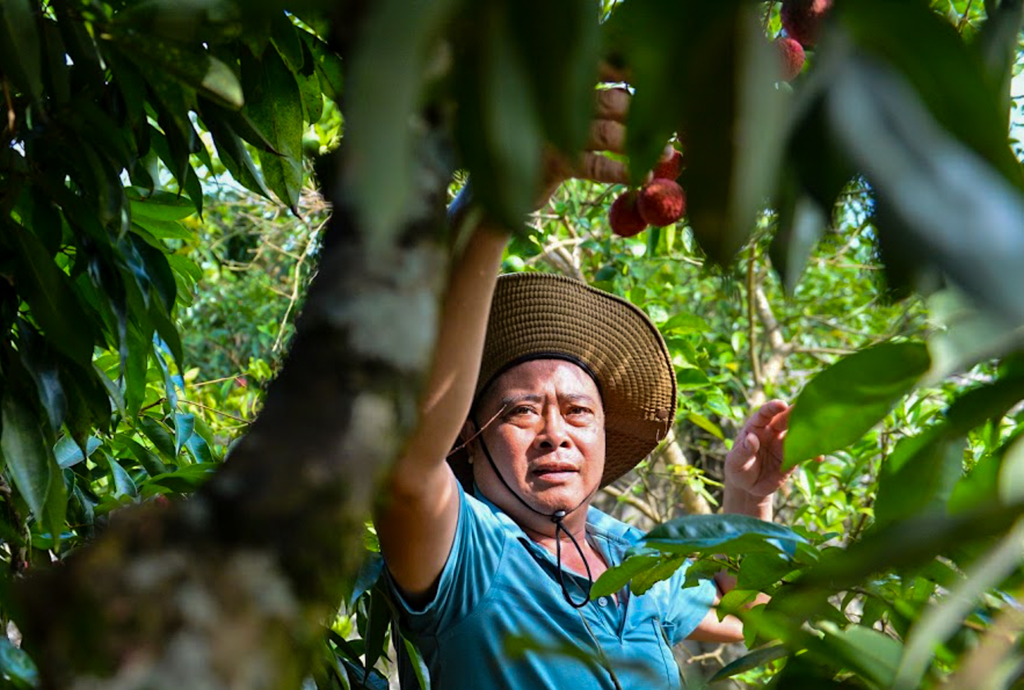 Bắc Giang lần đầu tiên có vải không hạt, giá 100.000 đồng/kg vẫn cháy hàng - Ảnh 3.