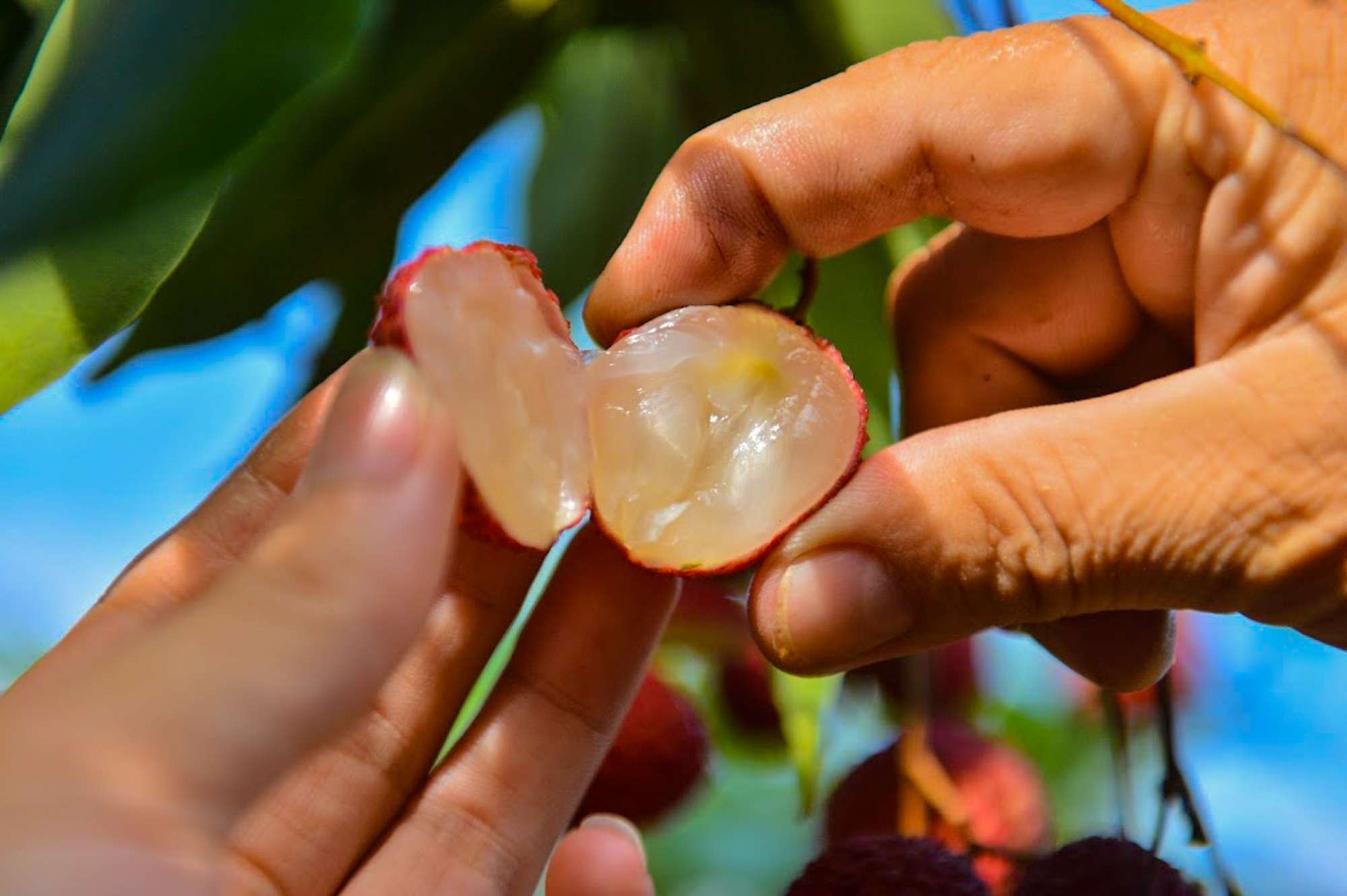 Bắc Giang lần đầu tiên có vải không hạt, giá 100.000 đồng/kg vẫn cháy hàng - Ảnh 1.