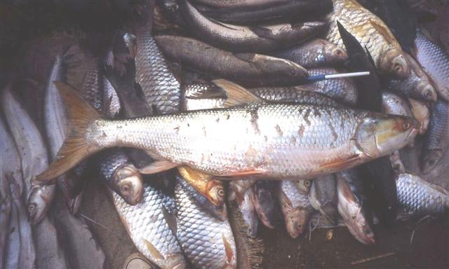 Campuchia bất ngờ phát hiện cá chép hồi khổng lồ trên sông Mekong sau 20 năm vắng bóng - Ảnh 1.