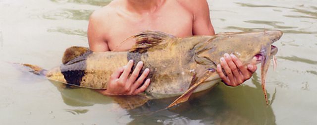 Thủy quái nước ngọt ở Việt Nam: Cống phẩm tiến vua kì lạ, có tiền chưa chắc mua được - Ảnh 2. Thủy quái nước ngọt ở Việt Nam: Cống phẩm tiến vua kì lạ, có tiền chưa chắc mua được - Ảnh 2.