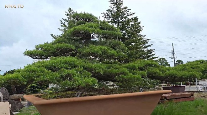 Thăm chủ nhân 15 vườn Nhật sở hữu loạt “bảo vật” quý giá nhất thế giới, rưng rưng thấy một vật dụng rất Việt Nam - Ảnh 7.
