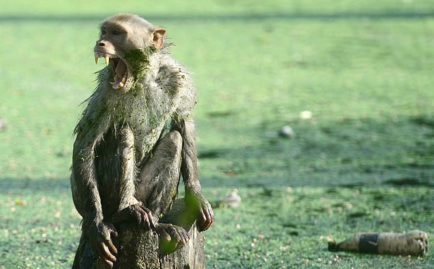 Khỉ đột nhập nhà, bắt trẻ nhỏ mang đi khiến đứa bé tử vong