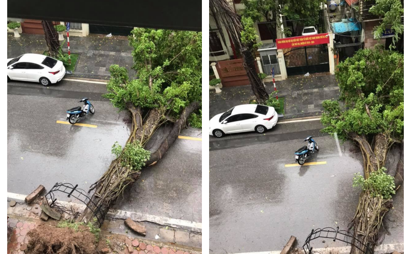 Hà Nội mưa lớn, hình ảnh cây đổ được cập nhật liên tục trên MXH: Nhiều ô tô bị đè trúng