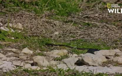 Chim con thoát chết trong gang tấc dù đối diện rắn hổ cực độc mò vào tận ổ