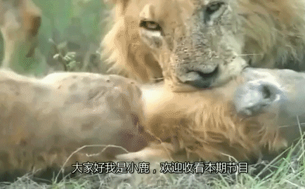 Linh cẩu bị sư tử cái giữ chân sau trong lúc sư tử đực cắn vào cổ: Kết cục bi thảm