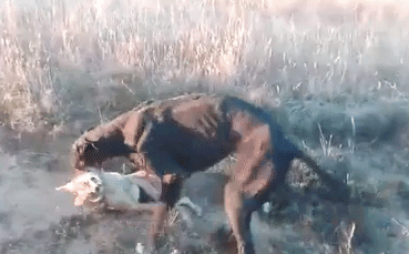 Chó rừng bị quật tơi bời đến chết bởi chó săn Greyhound