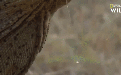 Rồng Komodo bất ngờ tung sát chiêu khiến con trâu to lớn nằm vật dưới đất