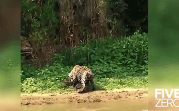 Thấm mệt vì săn mồi, báo đốm suýt để sổng cá sấu Caiman: Miếng ăn được lấy lại như thế nào?