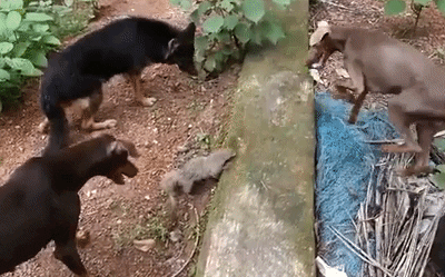 Đi lạc vào nhà dân, cầy Mangut bị 3 chó nhà to lớn quây đánh: Kết thúc khó ai ngờ!