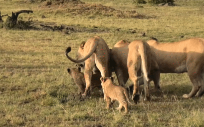 Thấy sư tử đực lại gần con mình, bầy sư tử cái hợp sức đánh hội đồng
