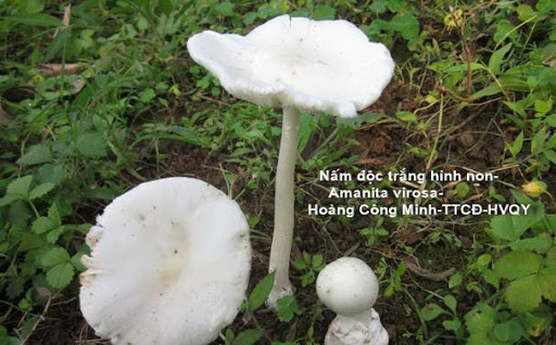 Cả nhà tử vong vì ăn nhầm nấm độc: Chuyên gia giải thích vì sao ngộ độc nấm thường nặng