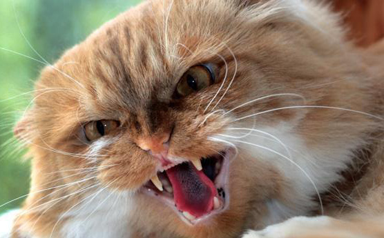 Lây nhiễm virus corona ở động vật: Mèo có triệu chứng thế nào khi nhiễm COVID-19?