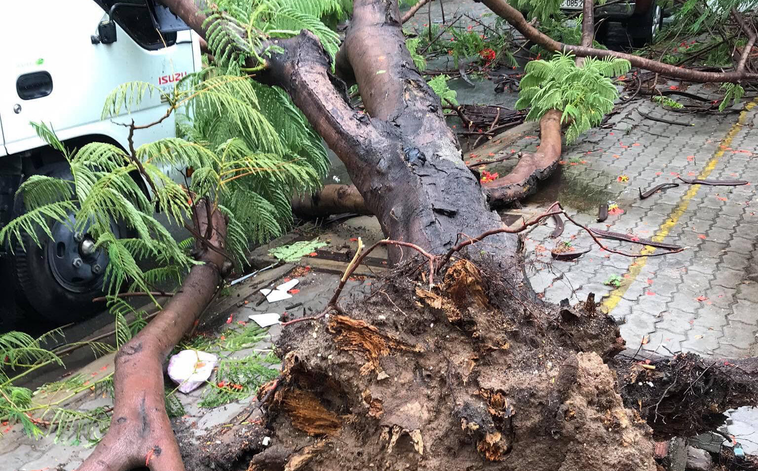 TP.HCM: Phượng vĩ lại bật gốc, đè xe tải sau trận mưa lớn kéo dài 30 phút