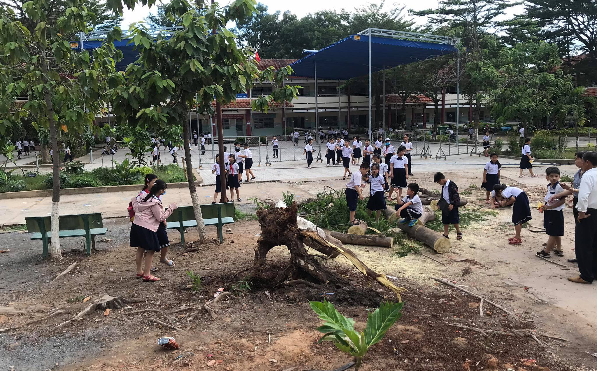 Một cây phượng lại bật gốc đổ trong sân trường tiểu học