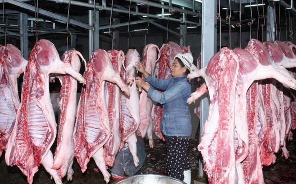 Giá thịt lợn hơi leo thang phi mã: Lần đầu tiên Bộ NN&PTNT cho nhập khẩu lợn sống