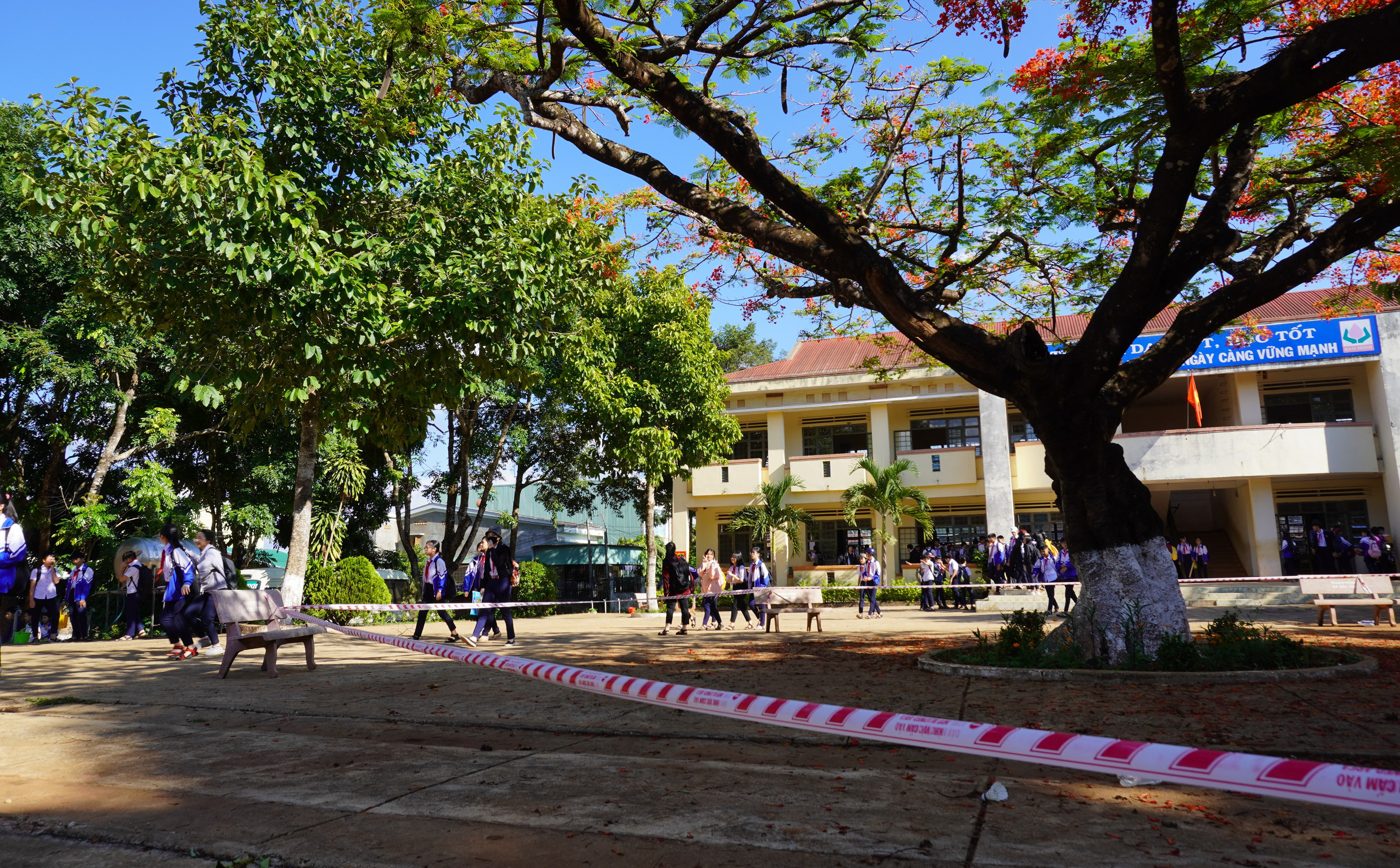 Cây phượng cổ thụ tại một trường THCS ở Gia Lai được làm rào chắn