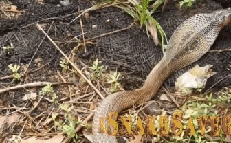 'Nội chiến' trong tứ đại nọc độc Ấn Độ: Con rắn có nọc độc mạnh gấp 15 lần bị ăn thịt
