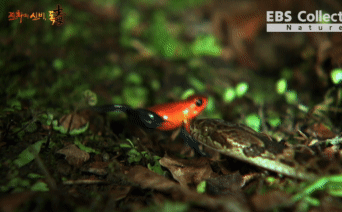 Vừa nuốt con ếch xong, rắn bỗng có hành động lạ: Chuyện gì xảy ra với nó?
