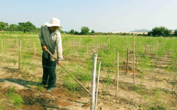 Câu chuyện về người nông dân làm giàu từ loại “rau hoàng đế”