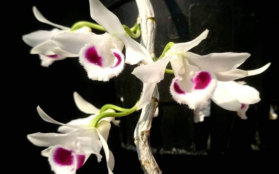 Hoa lan Nam Đô: Vị vua của các loài hoa và bí mật của nó