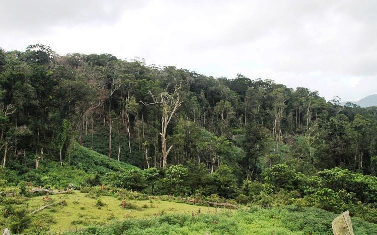 Thêm 60.000 cây giống được trồng tại rừng đầu nguồn Đắk Lắk, Đắk Nông