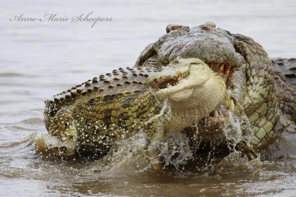 Cá sấu sông Nile đại chiến từ sáng đến chiều, kết cục tàn nhẫn cho kẻ thua cuộc! - Ảnh 2.