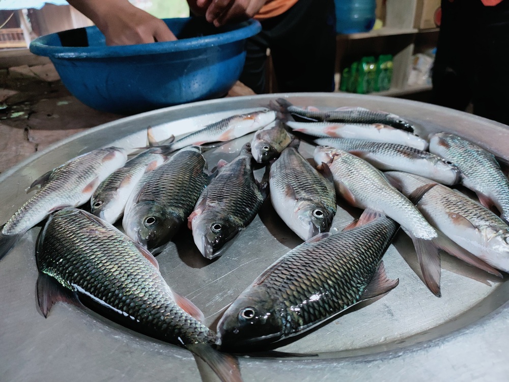 Xuyên đêm săn cá mát - đặc sản độc nhất vô nhị ở vùng cao tỉnh Quảng Trị - Ảnh 10.