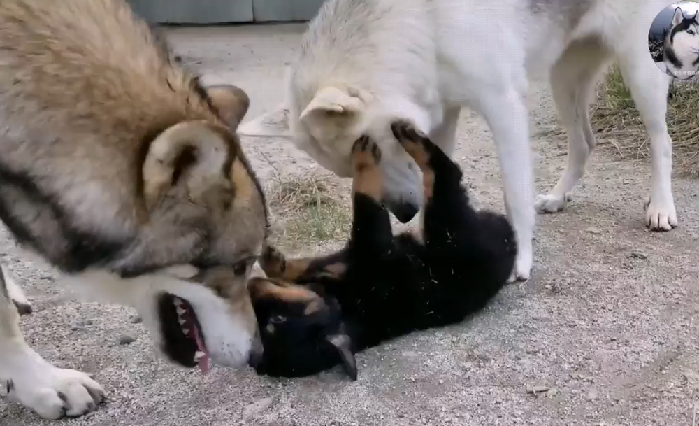 Chó Husky cậy to bắt nạt chó con, 1 năm sau nhìn thấy kích thước của đối phương mà hoảng - Ảnh 3.