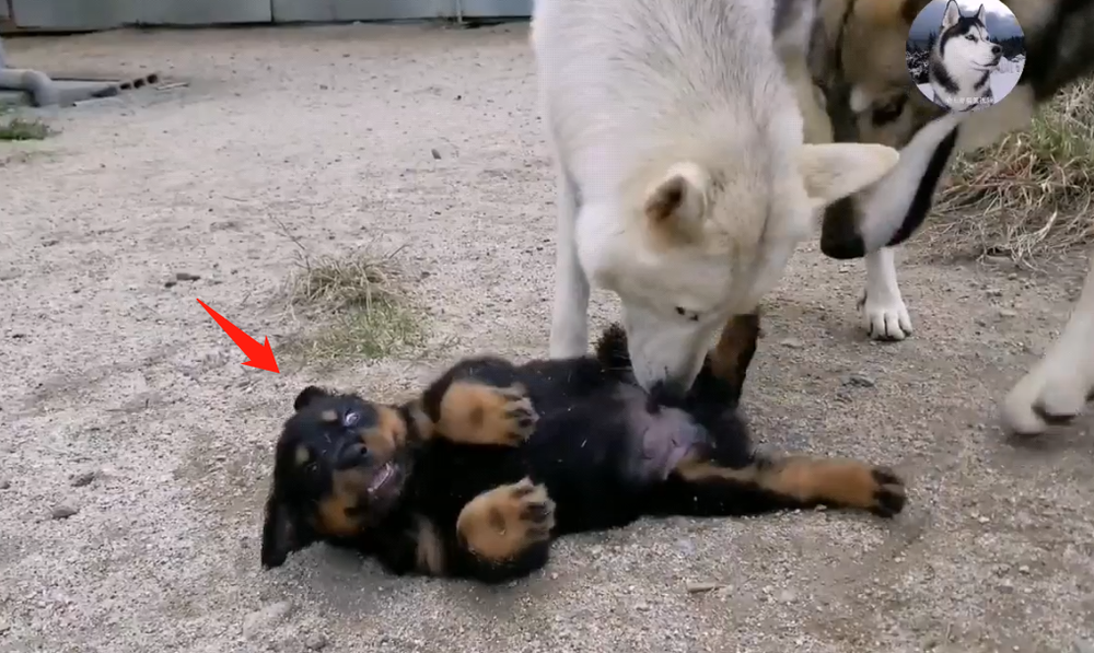 Chó Husky cậy to bắt nạt chó con, 1 năm sau nhìn thấy kích thước của đối phương mà hoảng - Ảnh 4.