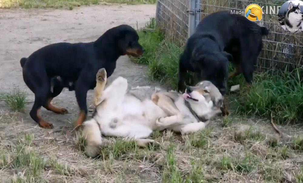 Chó Husky cậy to bắt nạt chó con, 1 năm sau nhìn thấy kích thước của đối phương mà hoảng - Ảnh 5.