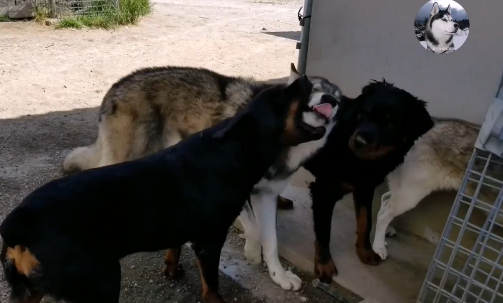 Chó Husky cậy to bắt nạt chó con, 1 năm sau nhìn thấy kích thước của đối phương mà hoảng - Ảnh 7.