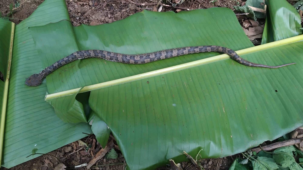 Bị rắn cắn, người phụ nữ phải tới Bạch Mai điều trị: Là loài hiếm gặp, rất nguy hiểm - Ảnh 3.