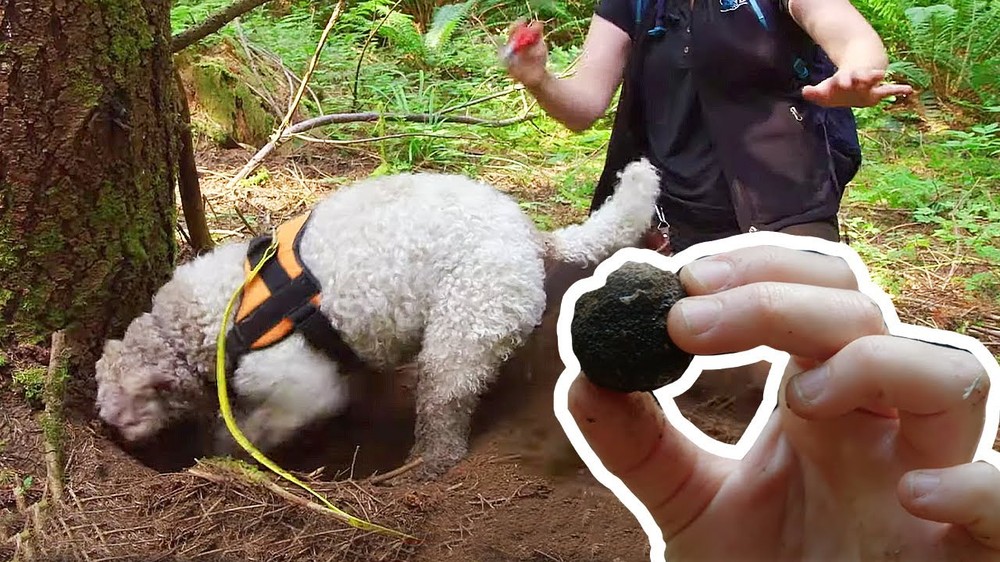 Chú chó này bị rọ mõm ngay cả khi đi vào rừng sâu, lý do bất ngờ: Tìm kim cương ẩm thực! - Ảnh 6.