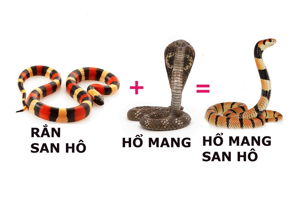 Phiên bản kết hợp giữa 2 loài rắn là hổ mang và san hô: Cực độc, chưa có huyết thanh! - Ảnh 1.