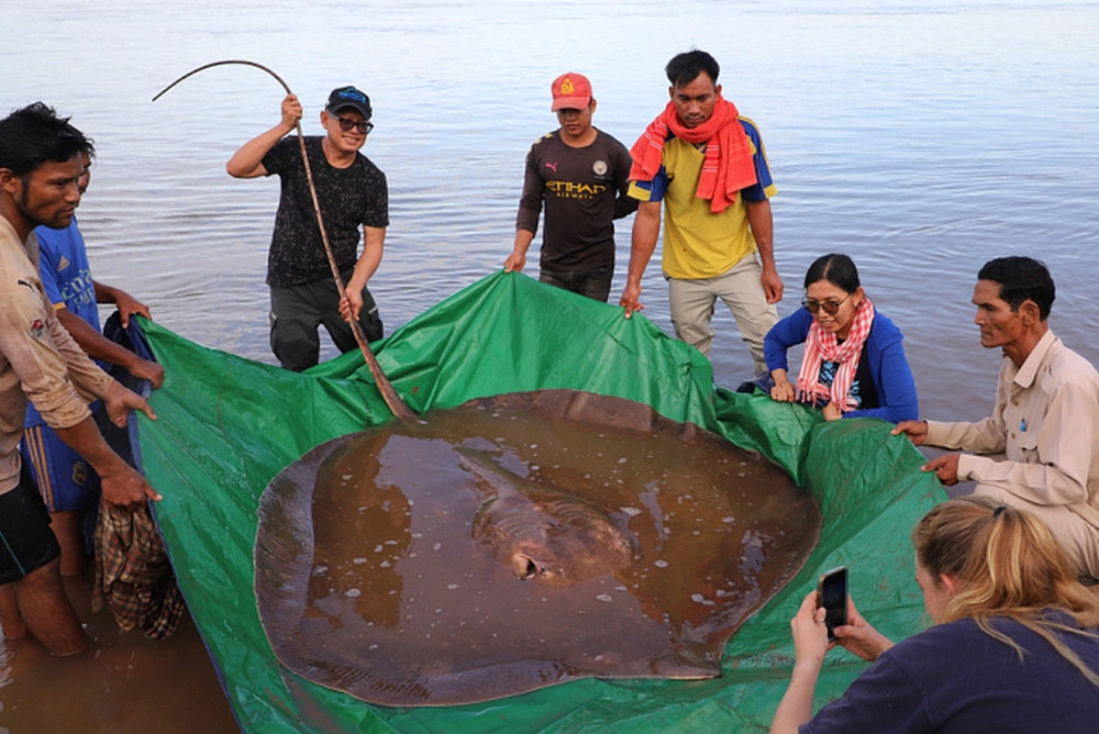 Campuchia bắt được con cá nước ngọt lớn nhất thế giới: Tin vui bất ngờ cho sông Mekong? - Ảnh 2.
