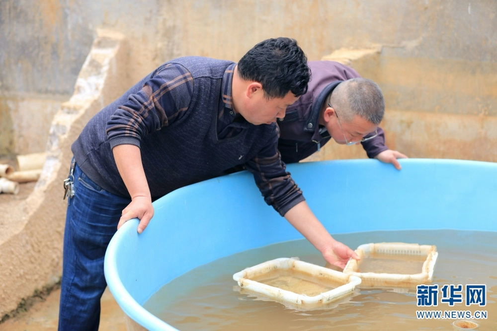 Loài cá tiến vua quý hiếm ở Việt Nam: Cả thế giới chỉ 2 quốc gia có, giá trị cao bậc nhất - Ảnh 5.