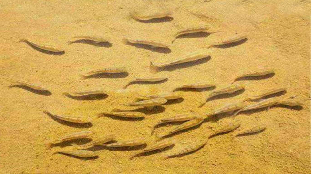 Cá xuất hiện trong hang động biệt lập, hồ trên sa mạc: Chiến thuật phân tán thông minh  - Ảnh 1.