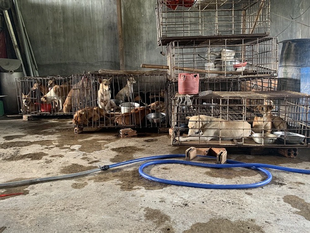 Người bỏ 24 triệu chuộc đàn chó ở lò mổ từng cứu một chú chó hoang ngất xỉu vì đói khát - Ảnh 2.
