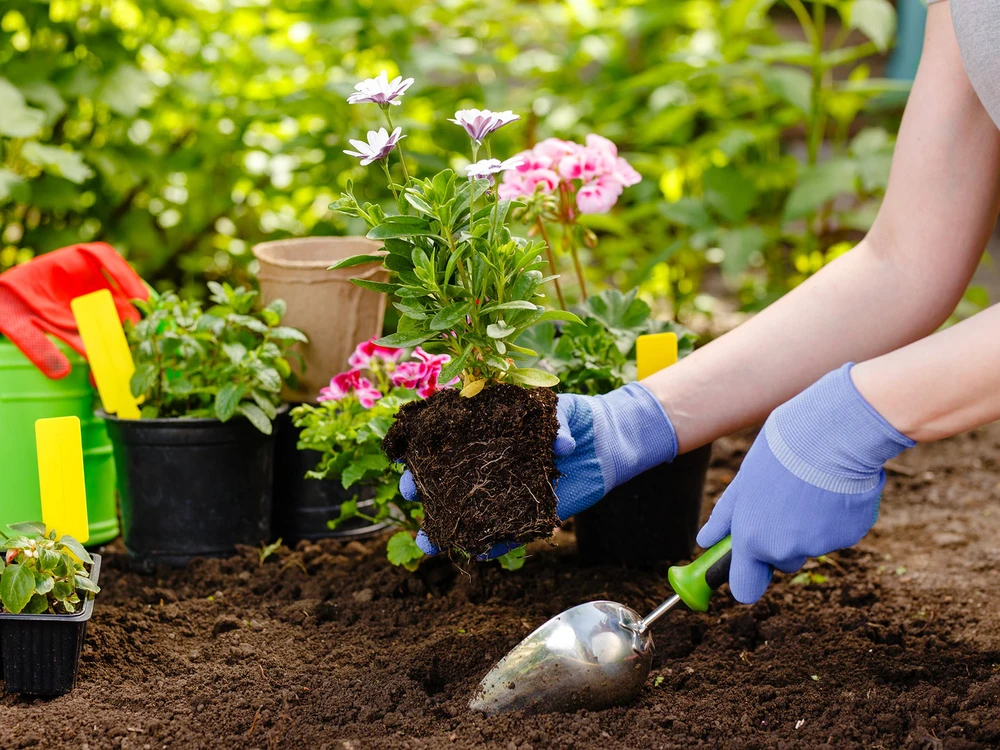 20 phút làm điều này mỗi ngày, cơ thể hưởng lợi từ tim đến não, phòng ngừa đột quỵ - Ảnh 1.