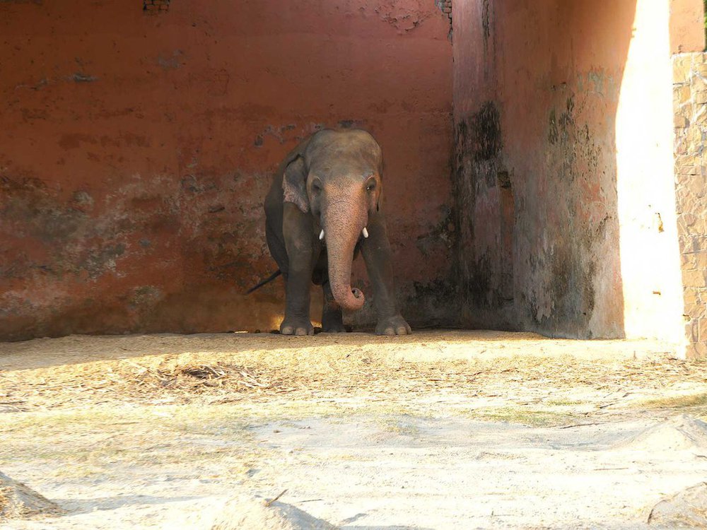 Câu chuyện xúc động về chú voi cô độc nhất thế giới - Ảnh 1.