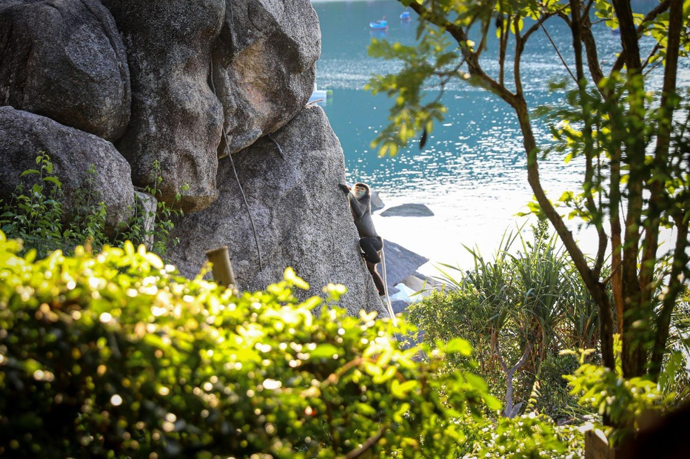 Theo chân mẹ voọc và thợ lặn lên rừng, xuống biển ở Six Senses Ninh Van Bay - Ảnh 1. Theo chân mẹ voọc và thợ lặn lên rừng, xuống biển ở Six Senses Ninh Van Bay - Ảnh 1.