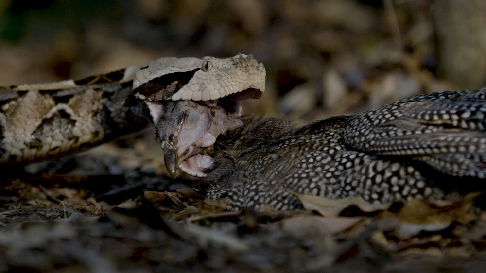 Giải mã cơn ác mộng của rừng rậm châu Phi: Loài rắn khổng lồ sở hữu nanh độc dài nhất thế giới loài rắn - Ảnh 4.