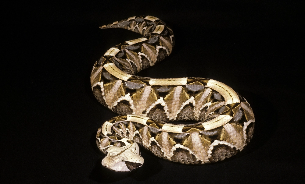 Giải mã cơn ác mộng của rừng rậm châu Phi: Loài rắn khổng lồ sở hữu nanh độc dài nhất thế giới loài rắn - Ảnh 3.