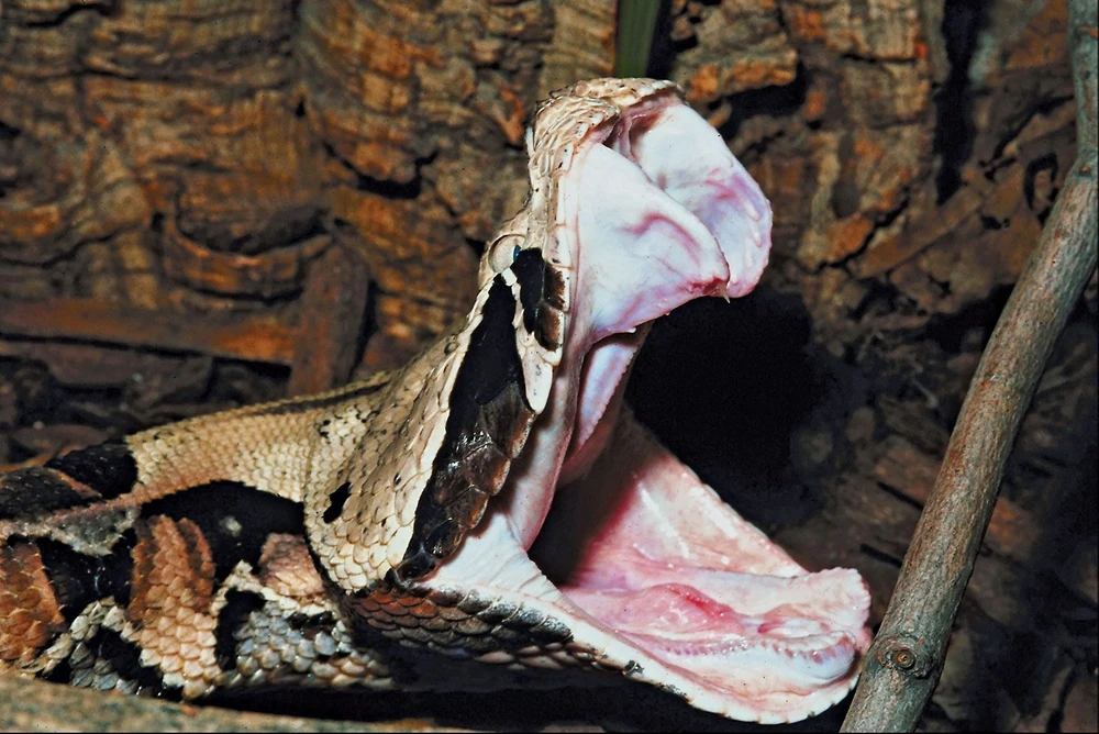 Giải mã cơn ác mộng của rừng rậm châu Phi: Loài rắn khổng lồ sở hữu nanh độc dài nhất thế giới loài rắn - Ảnh 2.